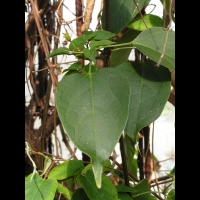 Pyrostegia Venusta (fam Bignoniacees) (Bresil, Uruguay) (03)